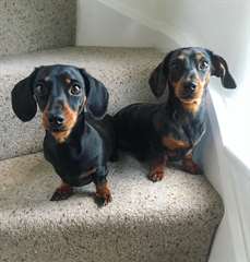 Chiots teckel m&#226;le et femelle a donner