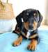 Adorable chiot Teckel femelle a donner - Annonce classée # 522497