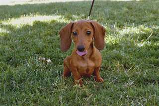 Chiot teckel male