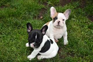 Chiots bouledogue francais male et femelle