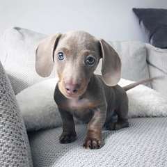 Adorable chiot Teckel femelle