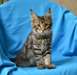 Chaton maine coon mâle A DONNER - photo 1