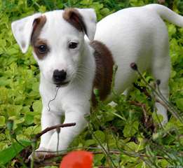 Magnifiques chiots Jack Russell male et femelle
