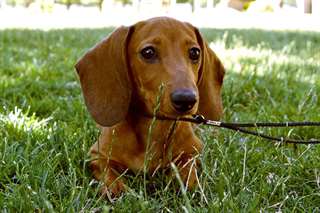 Chiot teckel pour ras/male