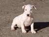 Adorables chiots bull terrier A DONNER - photo 1