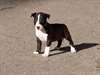 Adorables chiots bull terrier A DONNER - photo 2