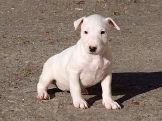Adorables chiots bull terrier A DONNER