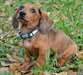 Adorable chiot Teckel femelle a donner - Annonce classée # 522626