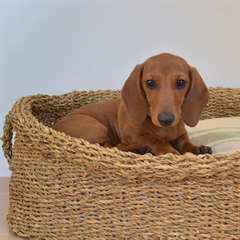 Chiot teckel male disponible pour adoption