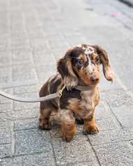 Adorable chiot Teckel femelle a donner