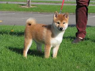 Chiot mâle shiba inu