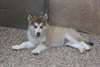 Chiots Alaskan Malamute male et femelle - photo 2