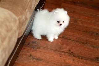 Magnifique femelle Spitz nain A DONNER