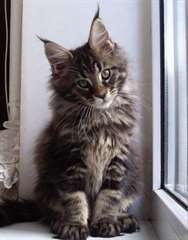Chatons maine coon male et femelle