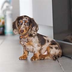 Adorable chiot Teckel femelle a donner
