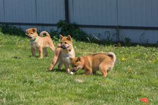 Adorables chiots shiba inu A DONNER