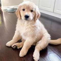 Chiot femelle golden retriever A DONNER