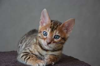 Magnifique chatons bengal A DONNER