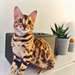 Chaton bengal femelle A DONNER - photo 1