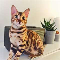Chaton bengal femelle A DONNER
