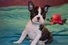 Superbes chiots Boston Terrier male et femelle - photo 2