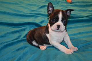 Superbes chiots Boston Terrier male et femelle