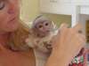 Bébé singe Capucin - photo 1