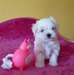 adorable chiot bichon maltais - Annonce classée # 523521