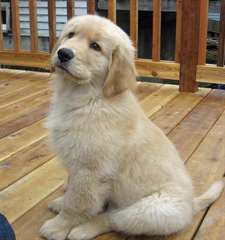 Chiot Mâle golden retriever A DONNER