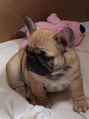 chiot bouledogue Français pour Noel