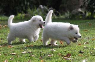 Magnifiques chiots Berger Blanc Suisse A DONNER