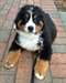 Chiots Bouvier bernois male et femelle - photo 2