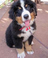 Chiots Bouvier bernois male et femelle