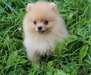 Magnifique femelle Spitz nain A DONNER - Annonce classée # 523940