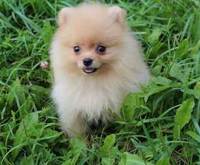 Magnifique femelle Spitz nain A DONNER