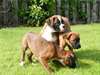 Chiots boxer mâle et femelle A DONNER - Annonce classée # 523943