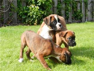 Chiots boxer m&#226;le et femelle A DONNER