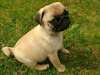Magnifiques chiots Carlin male et femelle A DONNER - photo 2
