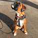 Magnifique Femelle Boxer A DONNER - Annonce classée # 524007