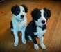 Magnifique chiots border collie - photo 1