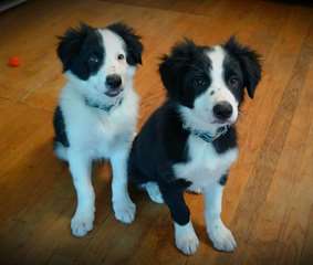 Magnifique chiots border collie
