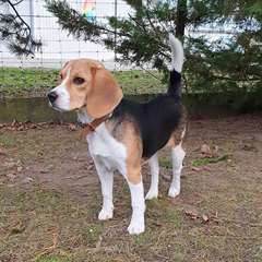 Adorable Chiot Beagle femelle