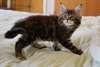 Chatons maine coon male et femelle - photo 2