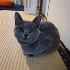 Chaton femelle chartreux