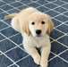 Chiot femelle golden retriever A DONNER - photo 1
