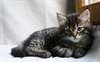 chaton sibérien pour Noel - Annonce classée # 524337