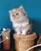 chaton Persan Chinchilla pour Noel - Annonce classée # 524338