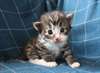 chaton Norvégien pour noël - Annonce classée # 524339