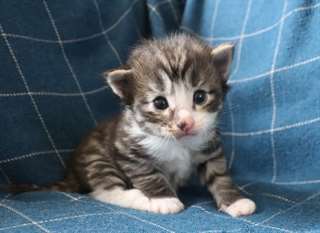 chaton Norv&#233;gien pour no&#235;l