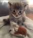 chaton Maine Coon âgé de 3 mois - Annonce classée # 524340
